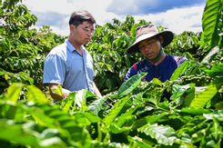 Hợp tác xã cùng nông dân canh tác cà phê, giúp giảm nghèo bền vững