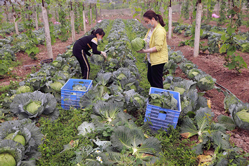 Hà Nam thúc đẩy khuyến nông phát triển kinh tế nông nghiệp thay đổi bộ mặt nông thôn