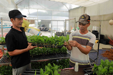 Hải Phòng chuyển đổi 3.000ha đất lúa kém hiệu quả sang thành vùng trồng cây trồng ăn quả