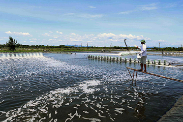 Nam Định tăng nuôi trồng, giảm khai thác thuỷ sản, phát triển NTM bền vững