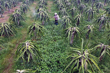 Ứng dụng công nghệ cao vào sản xuất nông nghiệp nhằm tăng năng suất, chất lượng