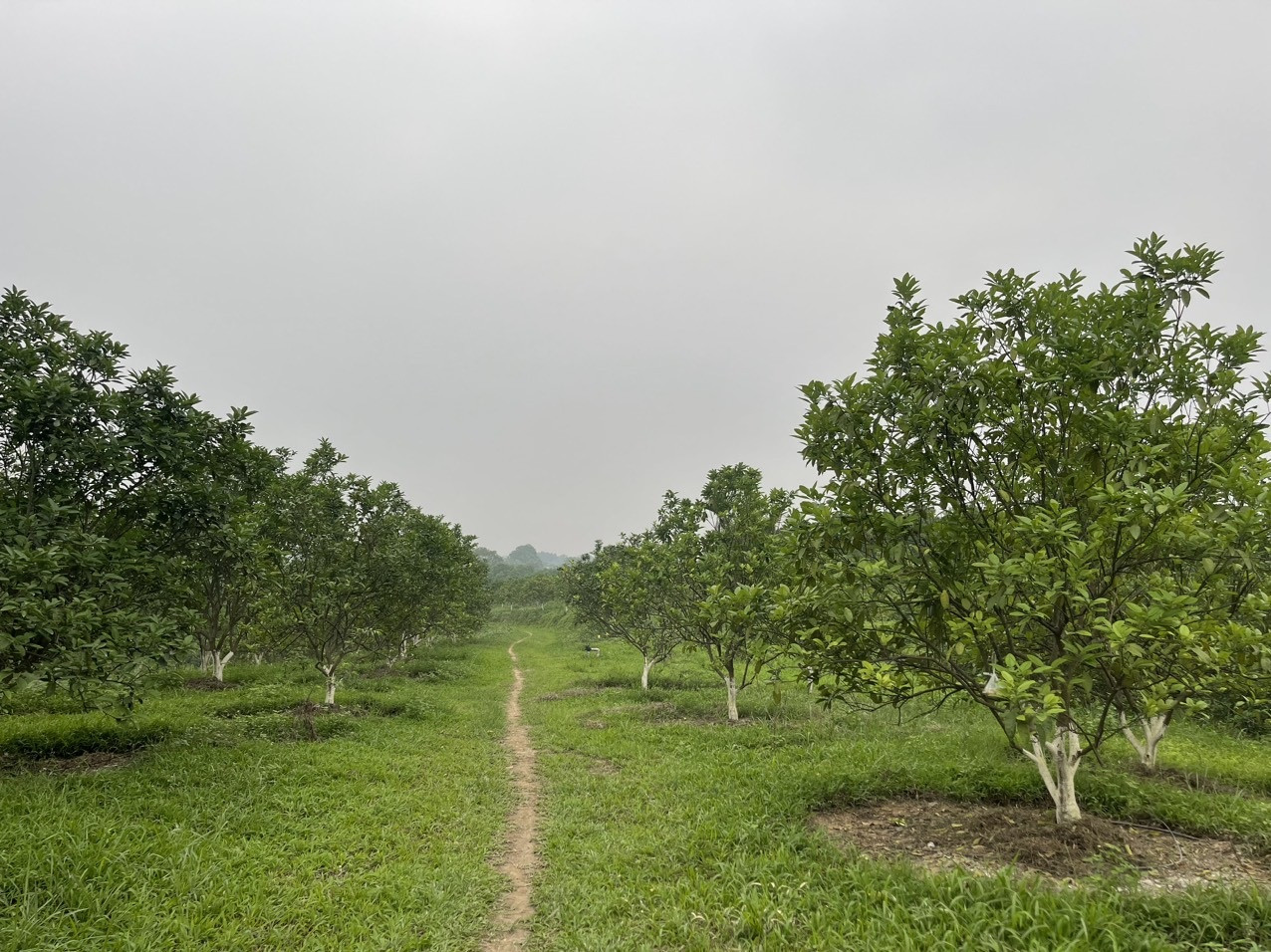 giam ngheo thua thien hue.jpg