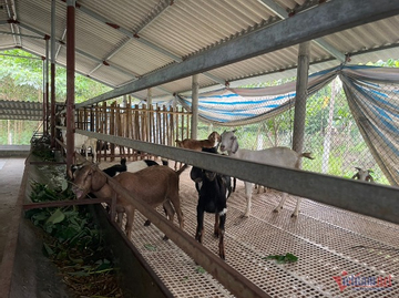 Khơi dậy ý chí thoát nghèo, đưa Trà Bồng ra khỏi danh sách huyện nghèo quốc gia