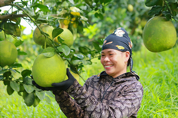 Nhờ vùng cây ăn quả 600ha cuộc sống của người dân được cải thiện tích cực