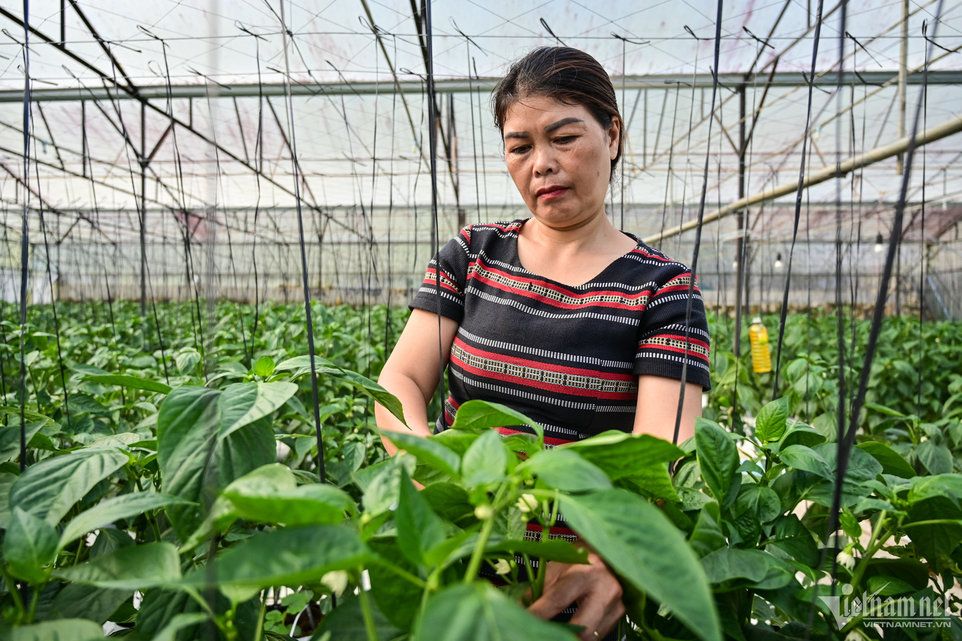 W-nong-nghiep-nha-kinh-ng-hue-14-1.jpg