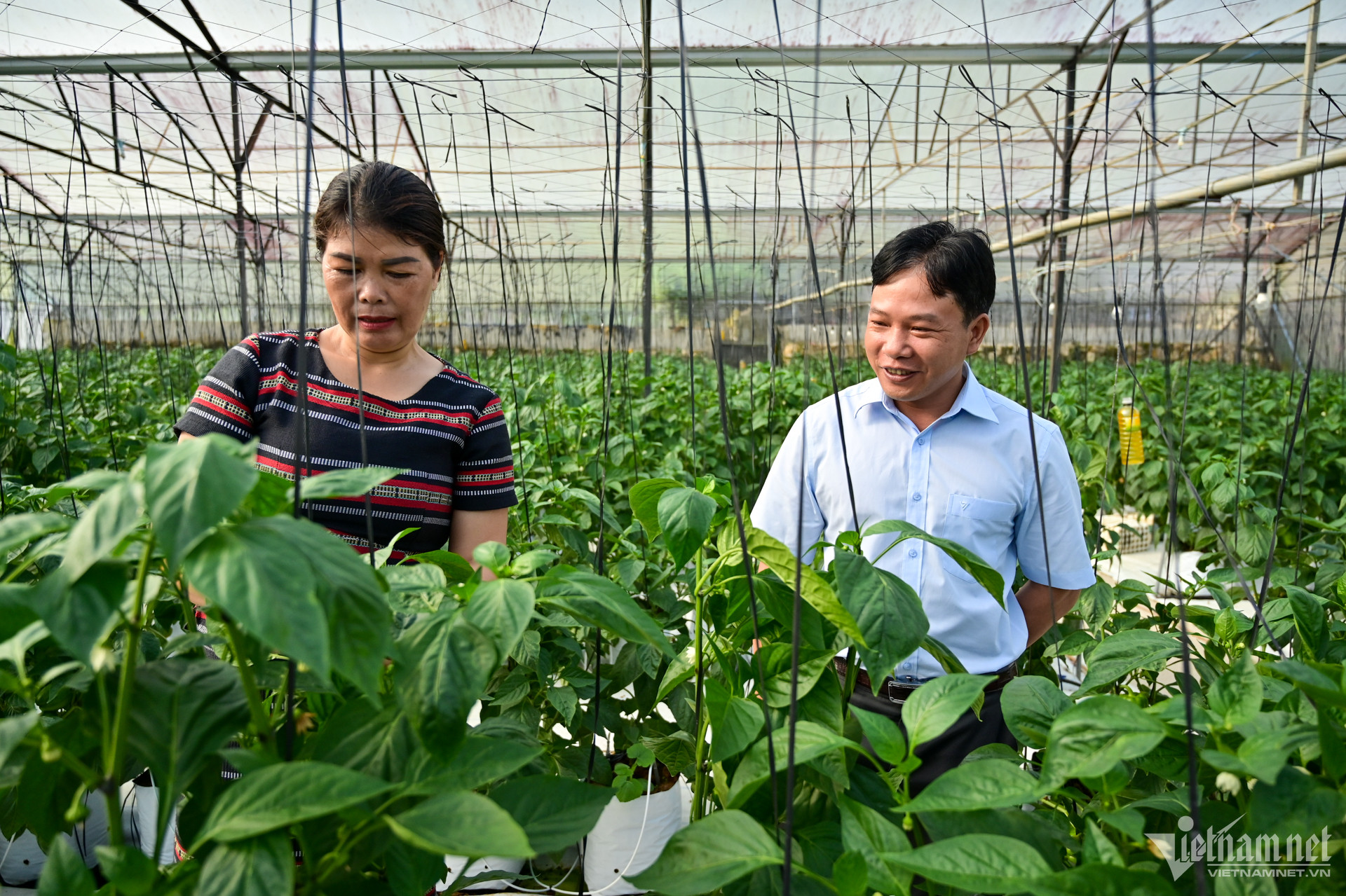 W-nong-nghiep-nha-kinh-ng-hue-19-1.jpg