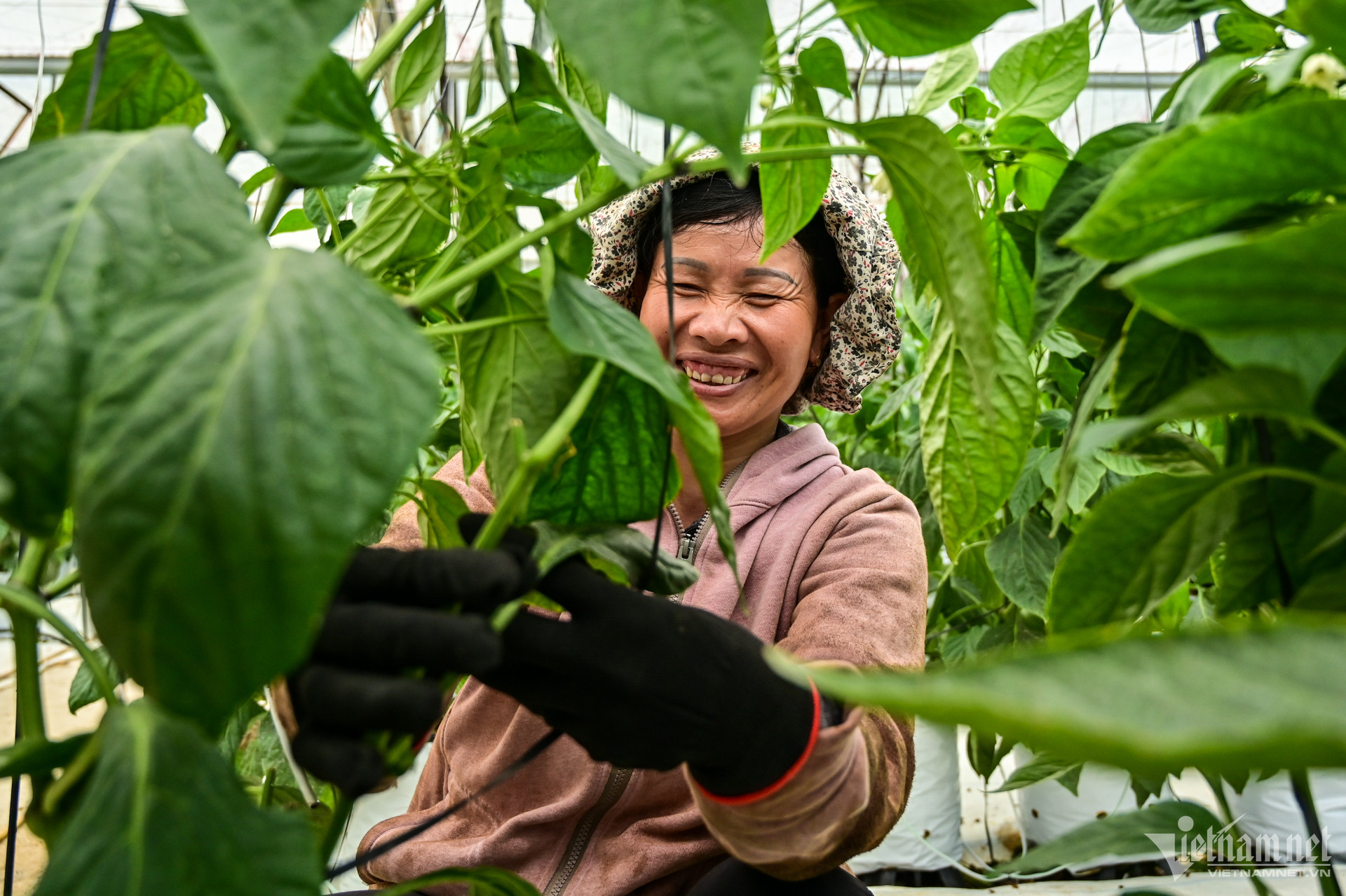 W-nong-nghiep-nha-kinh-ng-hue-4-1.jpg