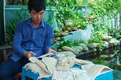 Bắc Ninh: Làm giàu nhờ chế biến xơ mướp xuất khẩu