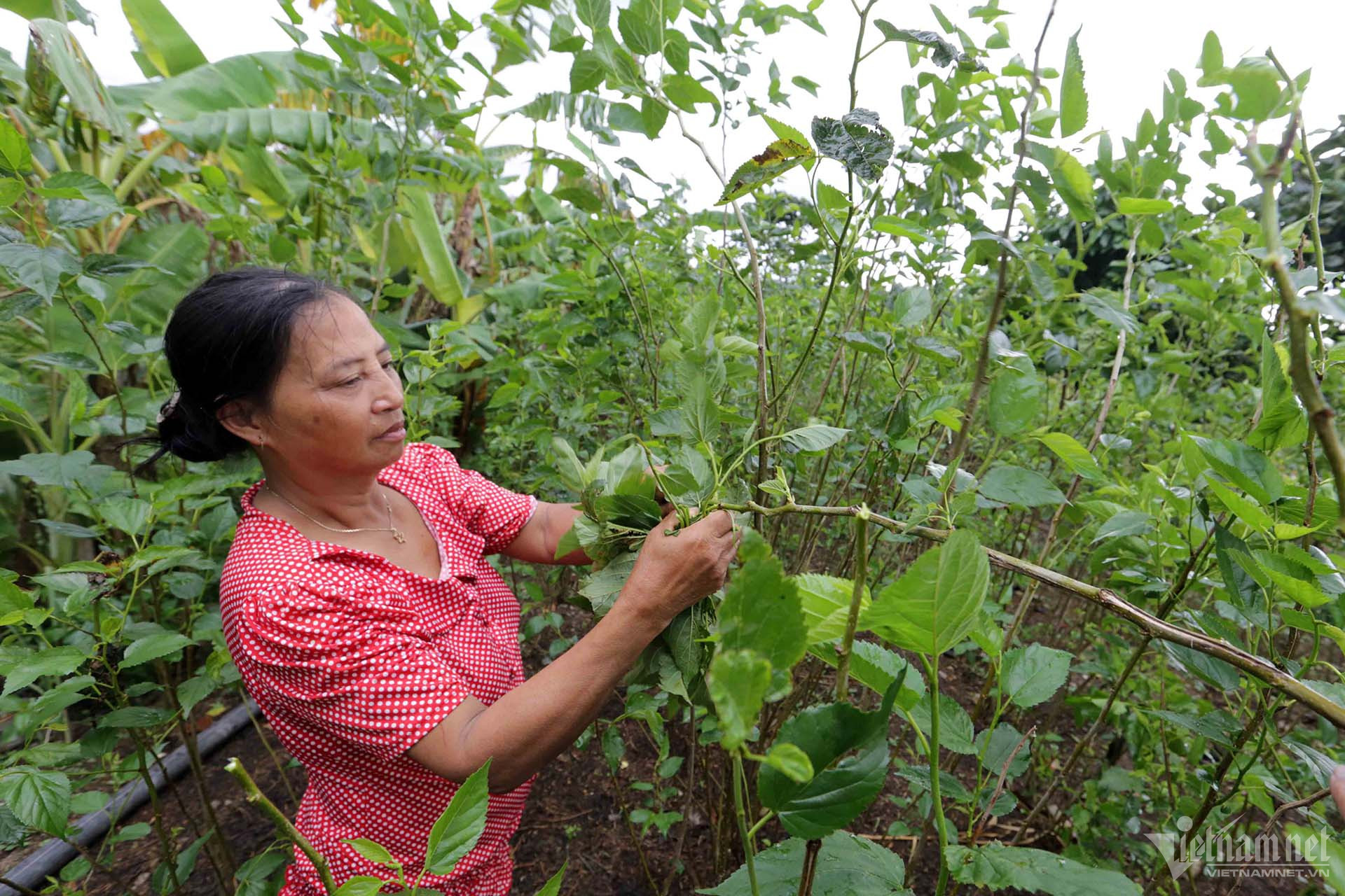 W-a3-tran-thi-thanh-mai-0222-1.jpg