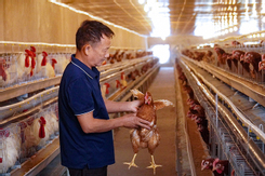 Thu tiền tỉ nhờ nhanh nhạy ứng dụng công nghệ cao trong chăn nuôi gà
