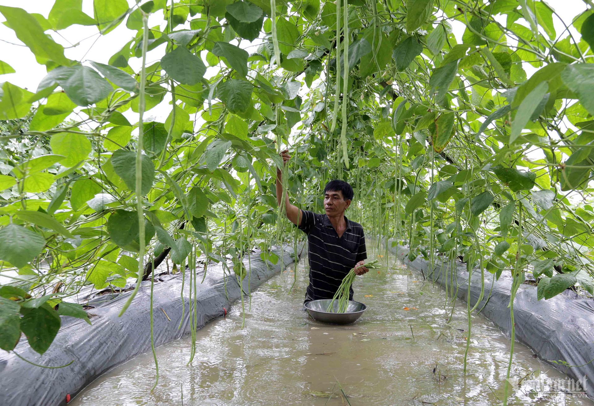 W-a9danh-nhuong-6371-1.jpg