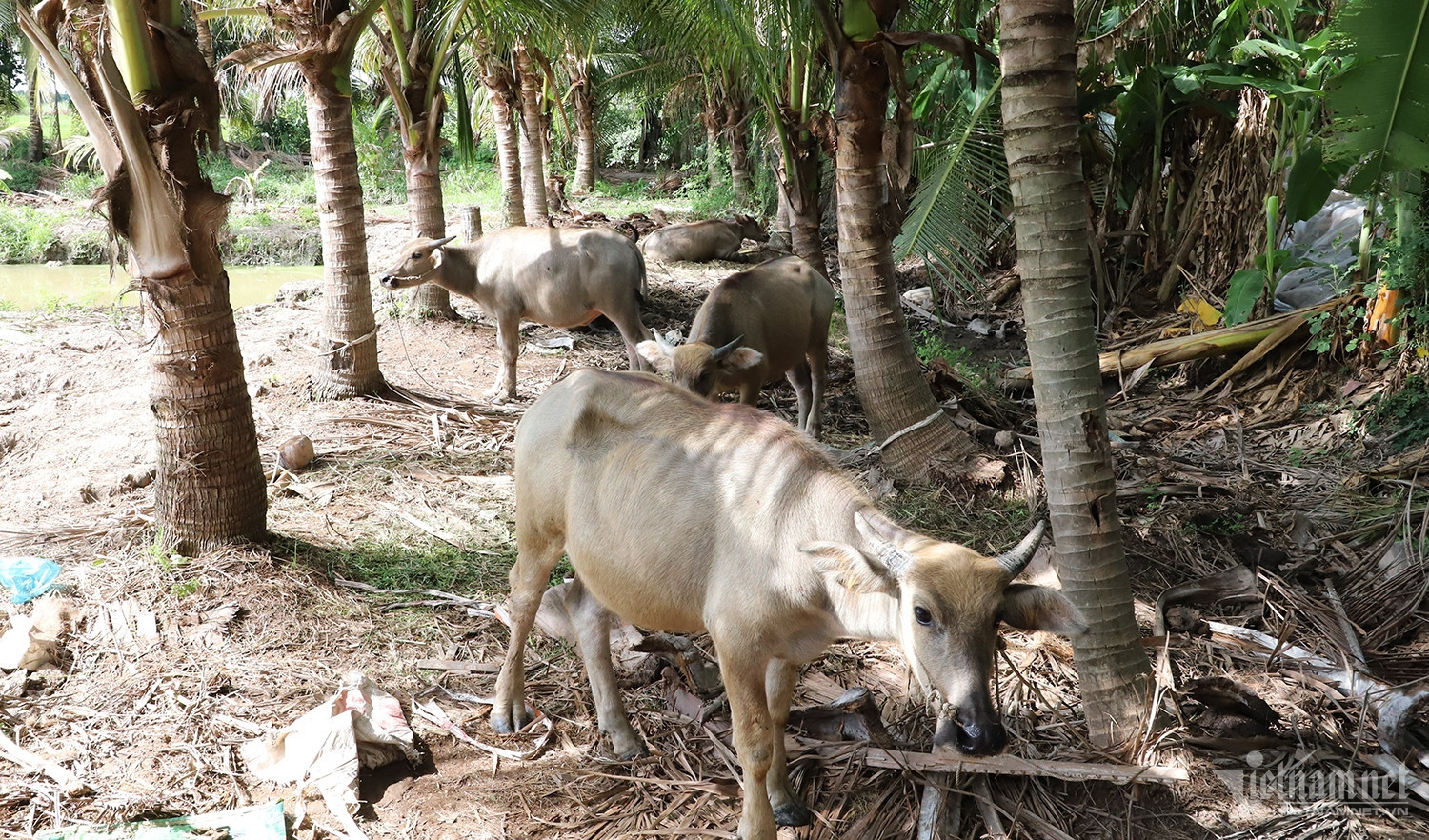 W-ông Tám Pho 3.JPG.jpg