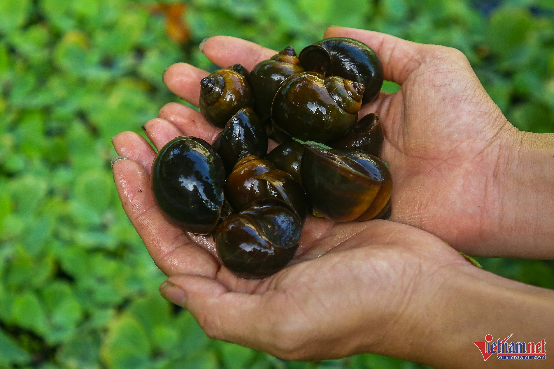 Mô hình nuôi ốc nhồi ở Quảng Nam