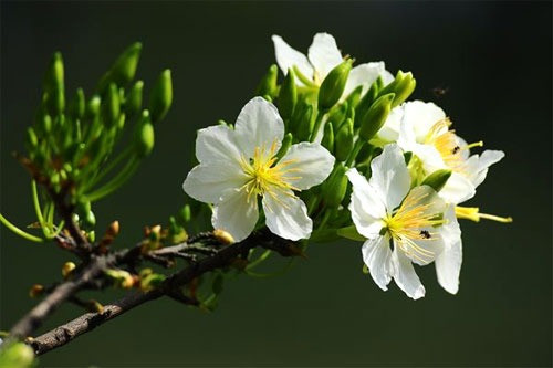 Số cuối ngày sinh Âm lịch tiết lộ ai sẽ về đích viên mãn - Ảnh 2.