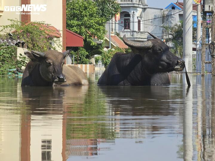 'Rốn lũ' Hà Nội: Tối nước còn mấp mé mép sân, trưa hôm sau đã tới nóc nhà - 5
