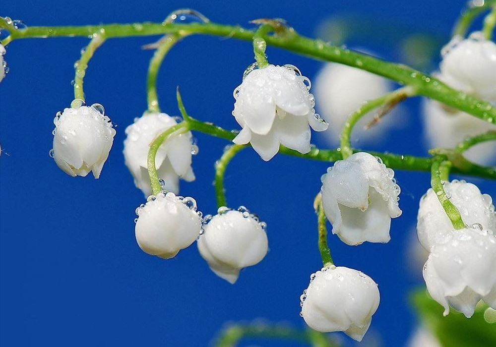 Số cuối ngày sinh Âm lịch của người giỏi giang: Giống như rượu ngon, càng để lâu càng thơm - Ảnh 3.