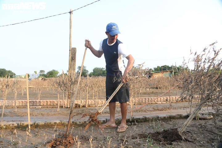 Anh Vũ Ngọc Phi xót xa dọn dẹp những cây đào đã chết khô.