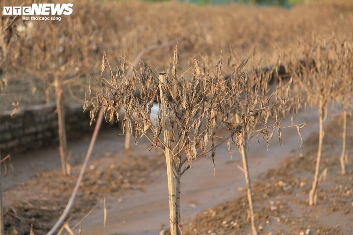 Những cành cây xơ xác, dính đầy bùn đất.