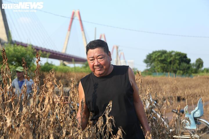 Gia đình ông Nguyễn Văn Chiến bị mất trắng khoảng 400 gốc đào.