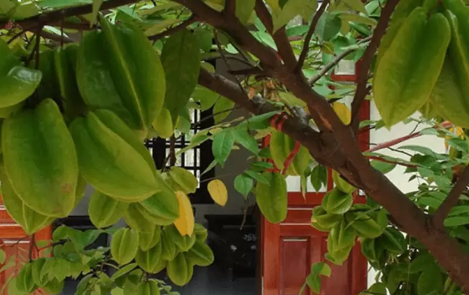 Trồng cây khế trước cửa để hái lộc quanh năm và tạo không gian thoáng đãng - Ảnh 2.