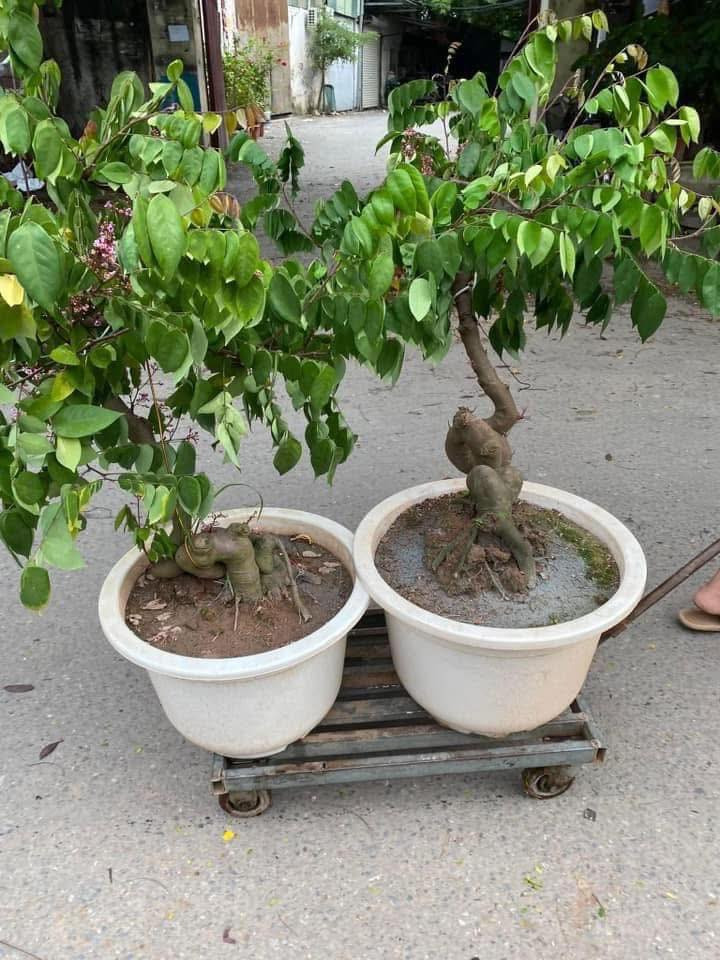 Trồng cây khế trước cửa để hái lộc quanh năm và tạo không gian thoáng đãng - Ảnh 3.