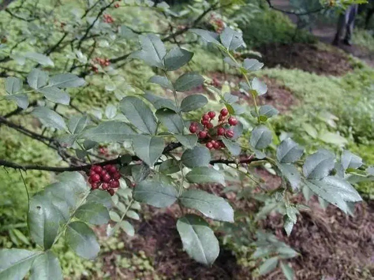 Cây xưa chỉ lấy quả, nay hái lá non đem bán cũng ra tiền - Ảnh 1.