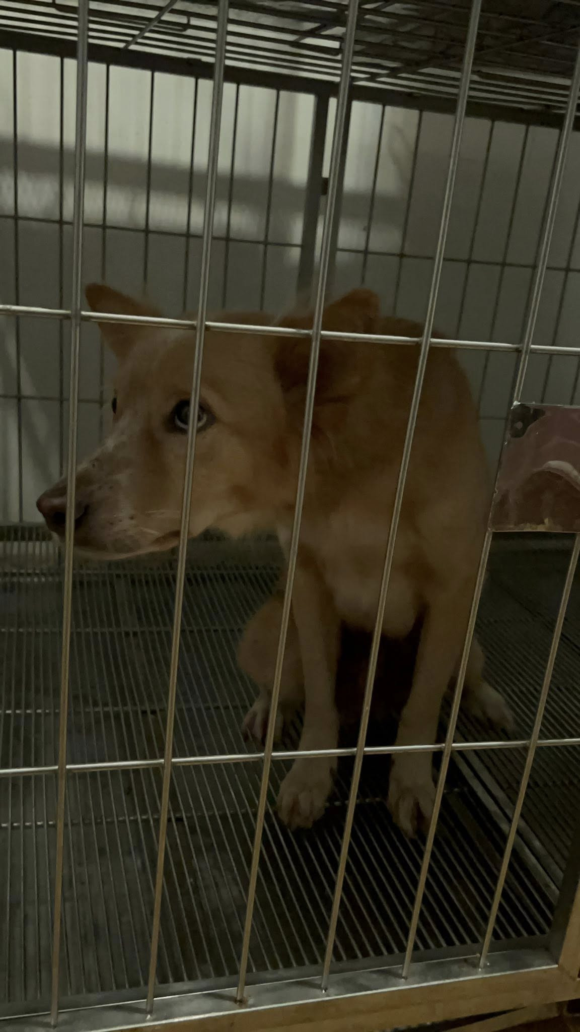 Không phải siêu nhân, mà là một chú chó tên Luke - Ảnh 2.