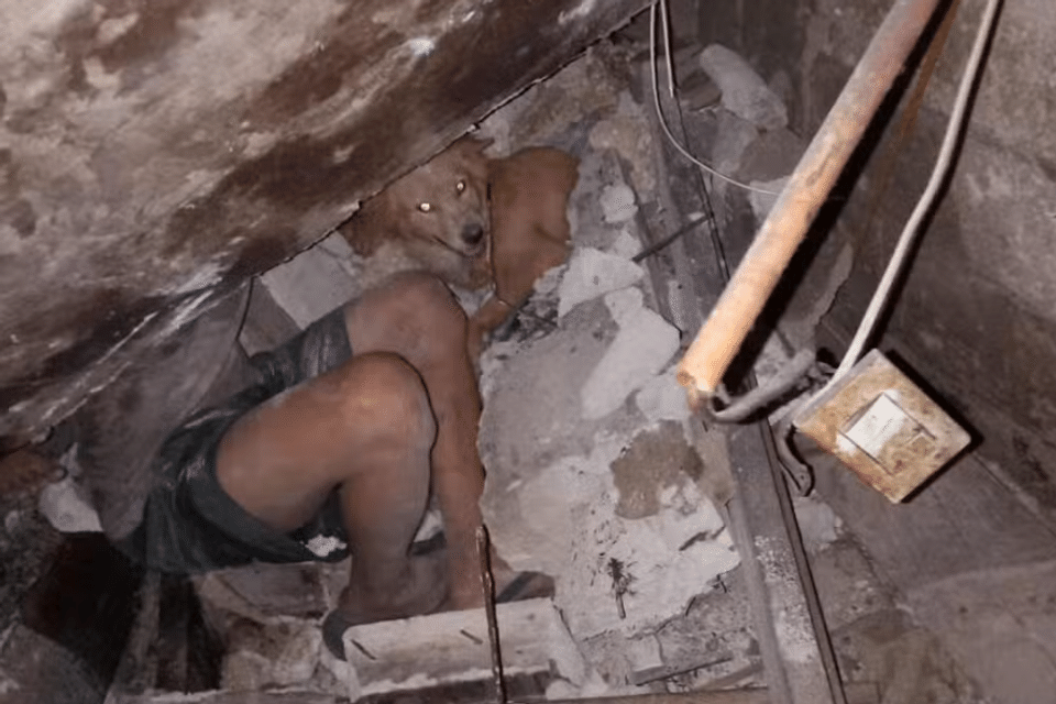 Không phải siêu nhân, mà là một chú chó tên Luke - Ảnh 1.