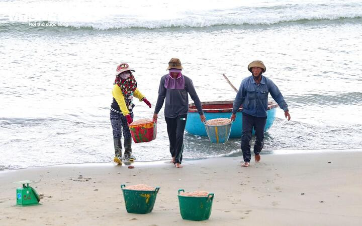 Ông Nguyễn Thanh (trú thôn Kỳ Xuyên, xã Tịnh Khê), chia sẻ thông thường hằng năm, ngư dân chuyên đánh bắt ven bờ sẽ bước vào 2 vụ ruốc gồm tháng 3 và tháng 8 Âm lịch. “Đối với những tàu công suất nhỏ như của tôi, bình thường sẽ đánh bắt cá. Còn khi bước vào mùa ruốc, bà con ngư dân sẽ tập trung giong thuyền vươn khơi ở vùng biển gần bờ để bắt loài hải sản màu đỏ au này” – ông Thanh nói.