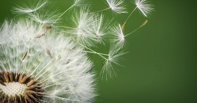 Ngày sinh Âm lịch của người làm việc chuyên nghiệp, ai hợp tác cũng thấy hài lòng - Ảnh 2.