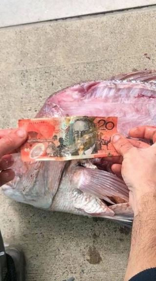 Mổ bụng cá, ngư dân sốc nặng khi phát hiện tiền mặt bên trong - Ảnh 2.