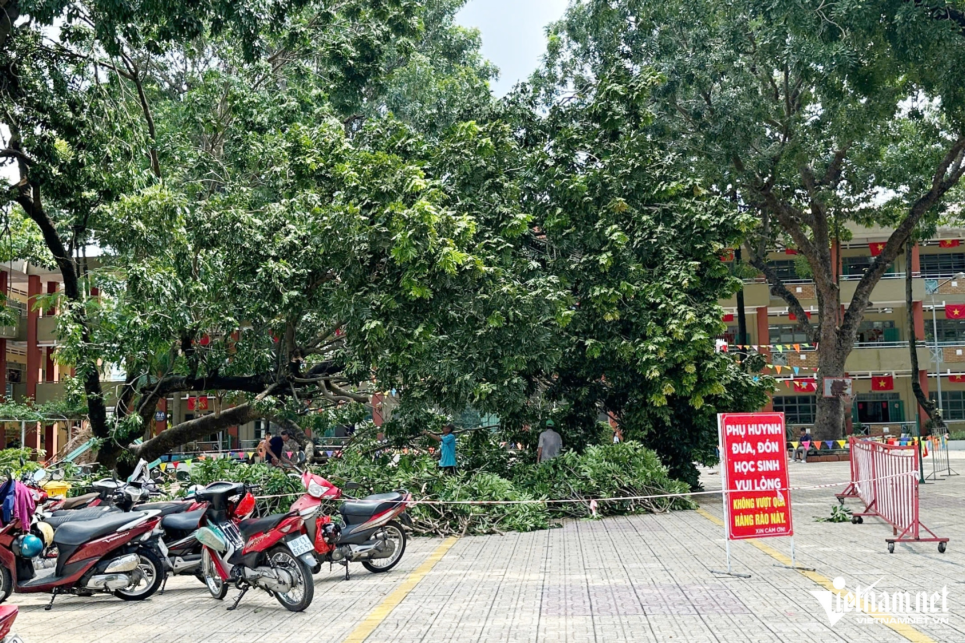 W-cay bat goc.jpg