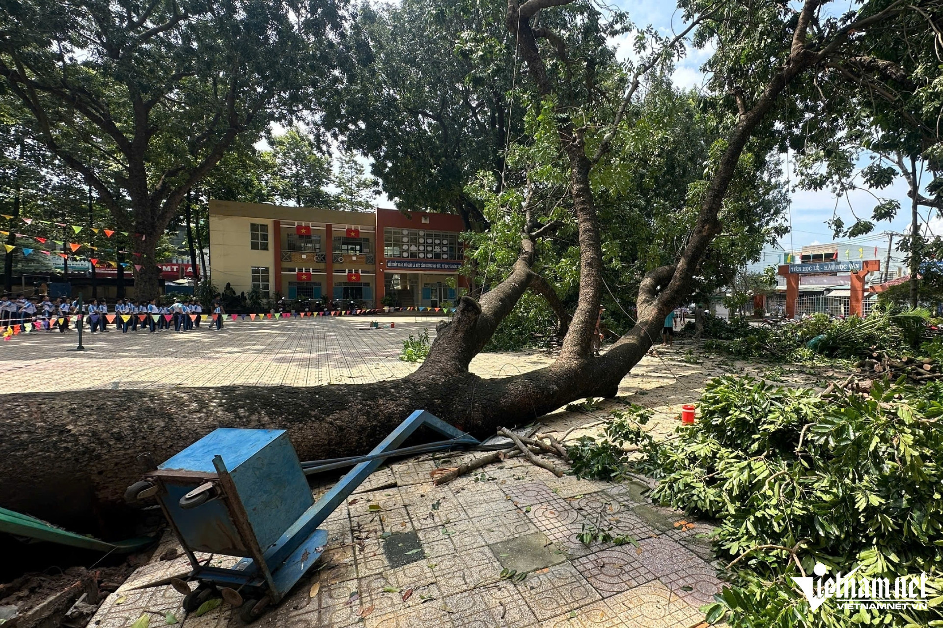 W-cay bat goc (1).jpg