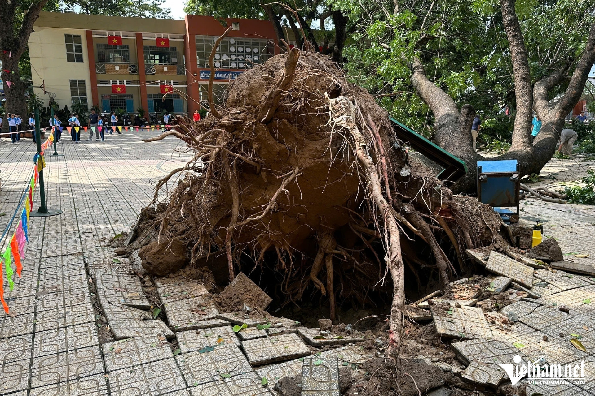 W-cay bat goc (4).jpg