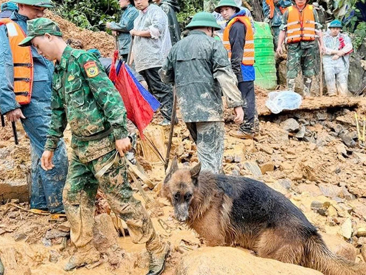 Chó nghiệp vụ được huy động tìm kiếm các nạn nhân. (Ảnh: Báo Tuyên Quang)