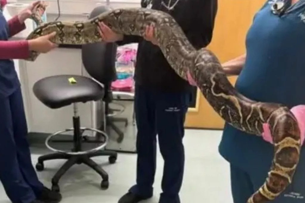 Dắt chó đi dạo vô tình phát hiện trăn khổng lồ- Ảnh 1.