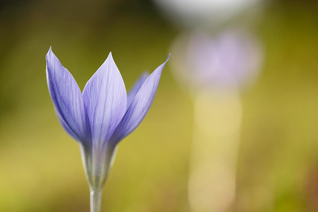 Tháng sinh Âm lịch của người có phúc lộc sâu dày, 10 người thì 9 người giàu có - Ảnh 2.