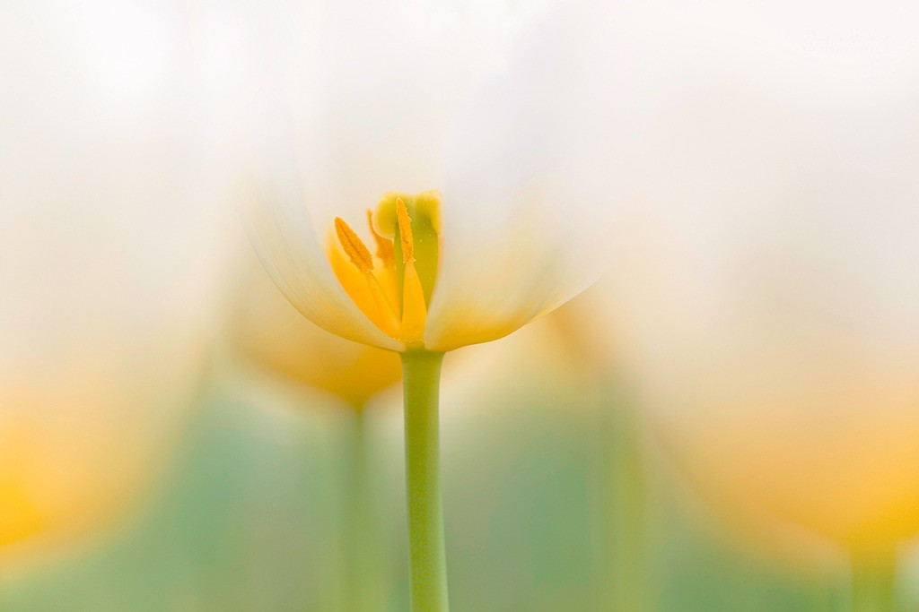 Tháng sinh Âm lịch của người có phúc lộc sâu dày, 10 người thì 9 người giàu có - Ảnh 1.