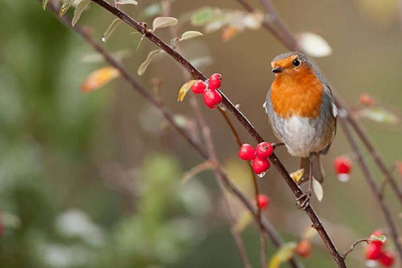 Ngày sinh âm lịch được Thần Tài nâng đỡ mệnh phú quý tiền bạc không mời cũng đến