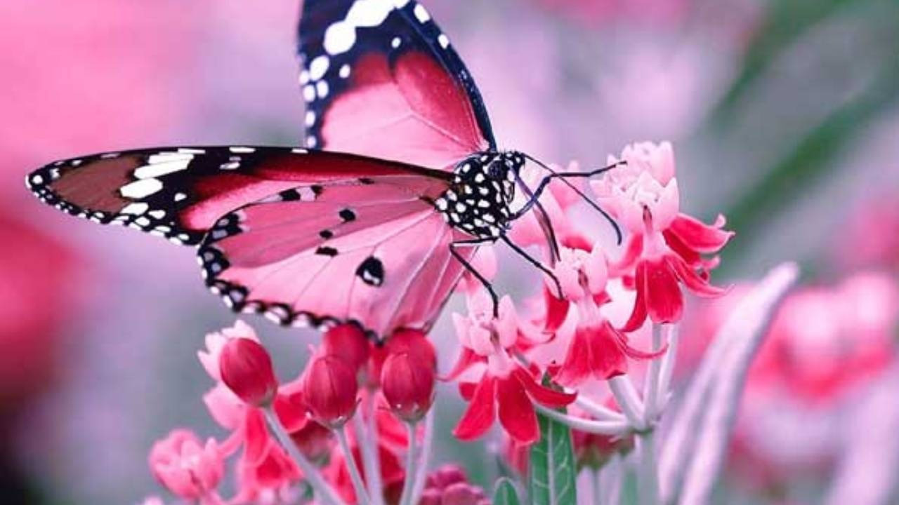 Tháng sinh Âm lịch của người khiêm tốn, giản dị nhưng có phúc - Ảnh 1.