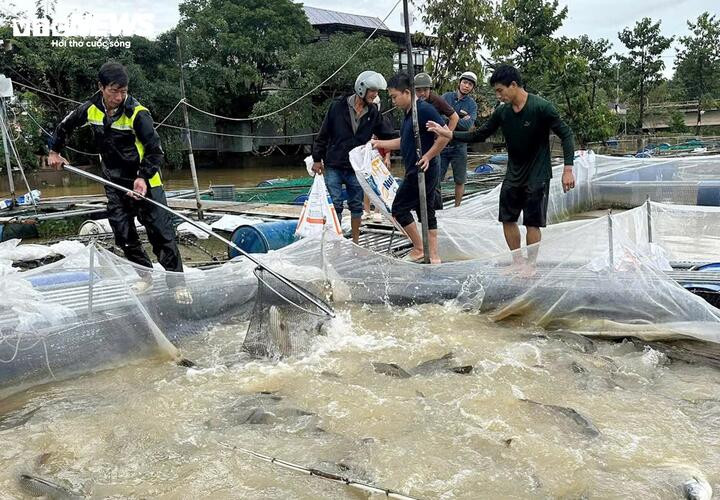 Cá được thương lái, người dân đến mua với giả rẻ chỉ bằng phân nửa bình thường.