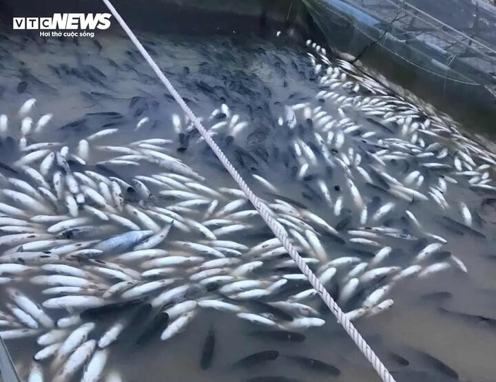 Cá nuôi lồng trên sông Bồ (TP Huế) chết trắng lồng sau trận lũ lịch sử.