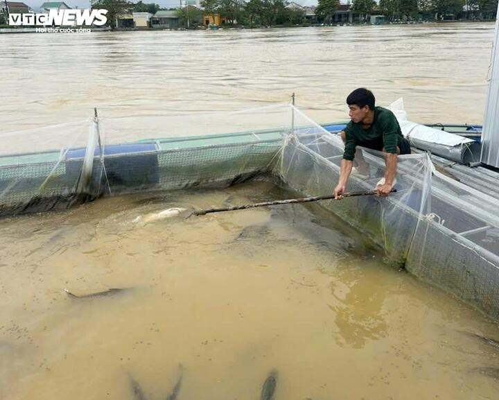 Nông dân vớt những con cá còn sống sót để bán tháo, mong gỡ gạc lại phần nào vốn liếng sau trận lũ.