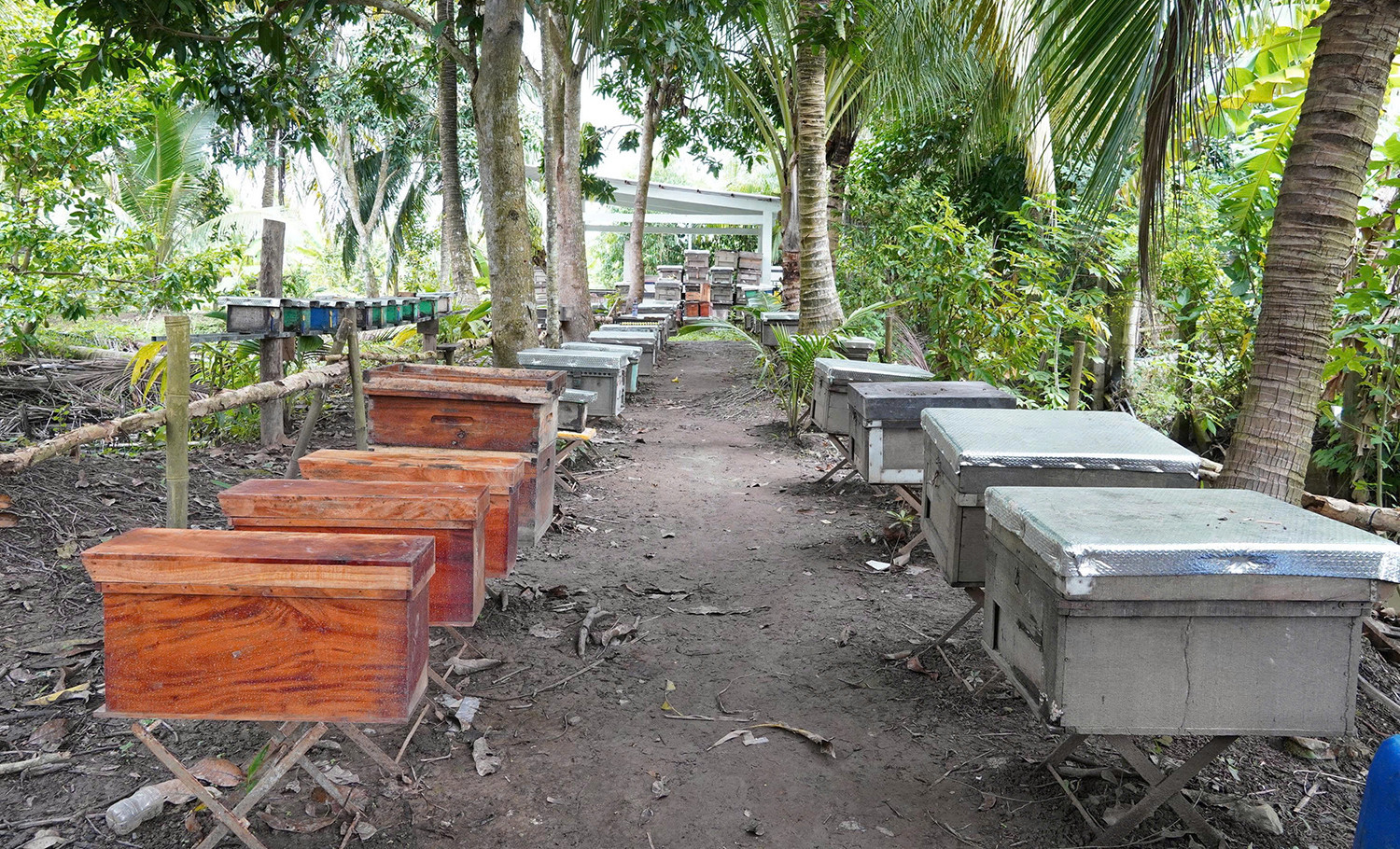 nuôi ong 3.jpg
