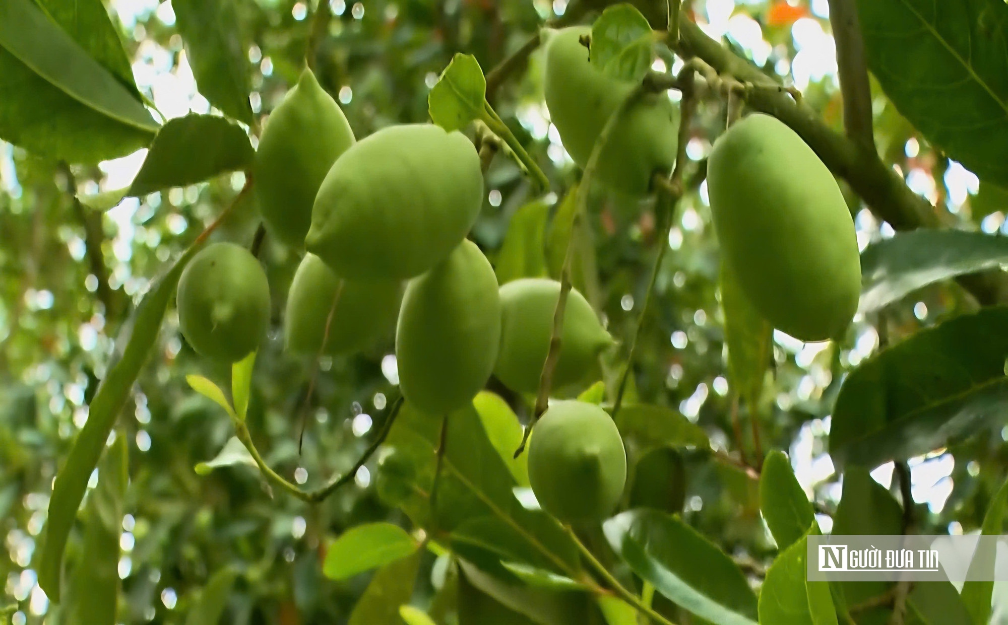 Thứ quả chua chát mùa nước nổi miền Tây, một khi đã nếm khó lòng quên- Ảnh 15.