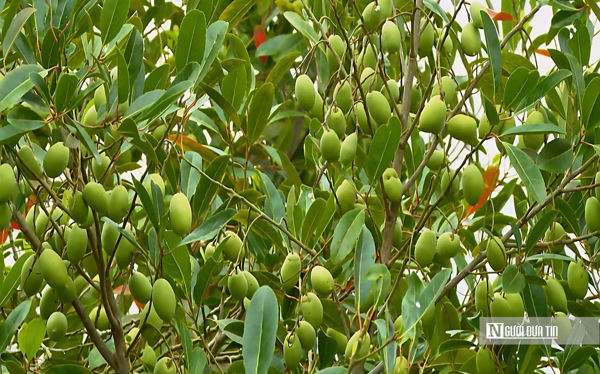 Thứ quả chua chát mùa nước nổi miền Tây, một khi đã nếm khó lòng quên- Ảnh 4.