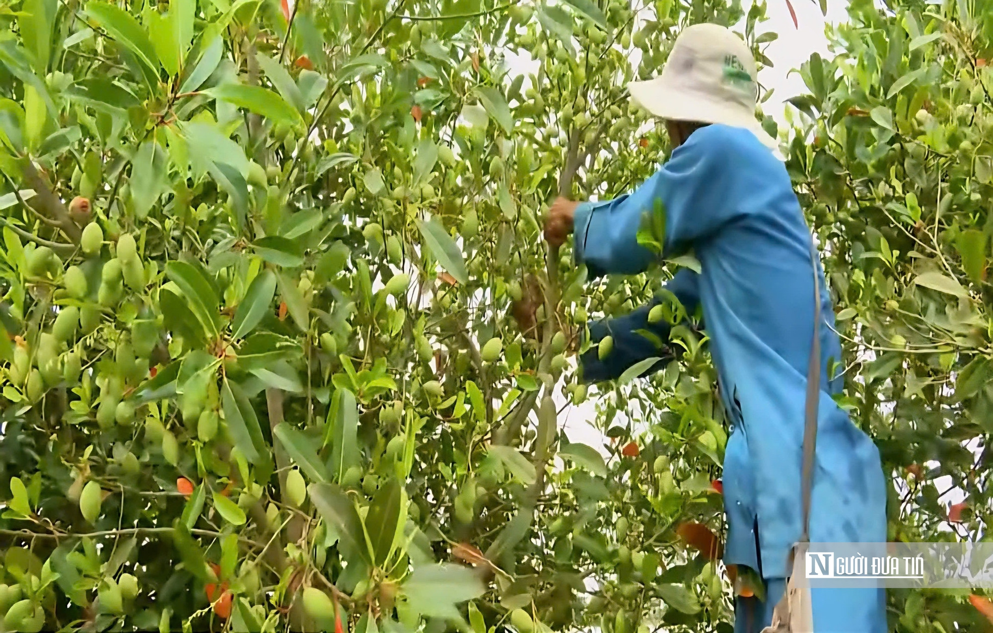 Thứ quả chua chát mùa nước nổi miền Tây, một khi đã nếm khó lòng quên- Ảnh 3.