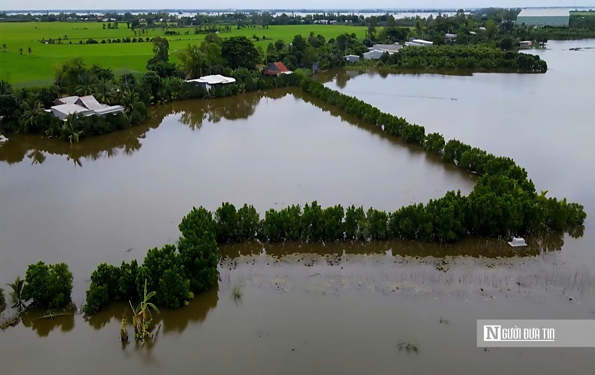 Thứ quả chua chát mùa nước nổi miền Tây, một khi đã nếm khó lòng quên- Ảnh 2.