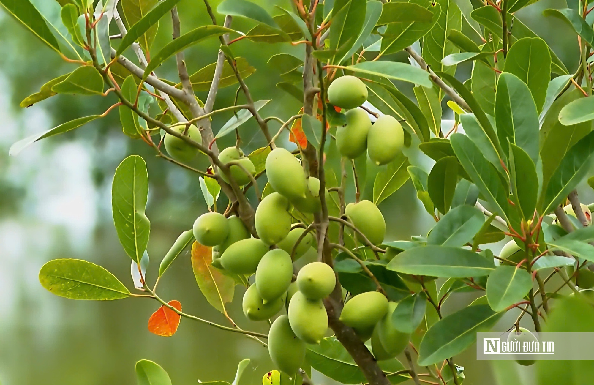 Thứ quả chua chát mùa nước nổi miền Tây, một khi đã nếm khó lòng quên- Ảnh 1.