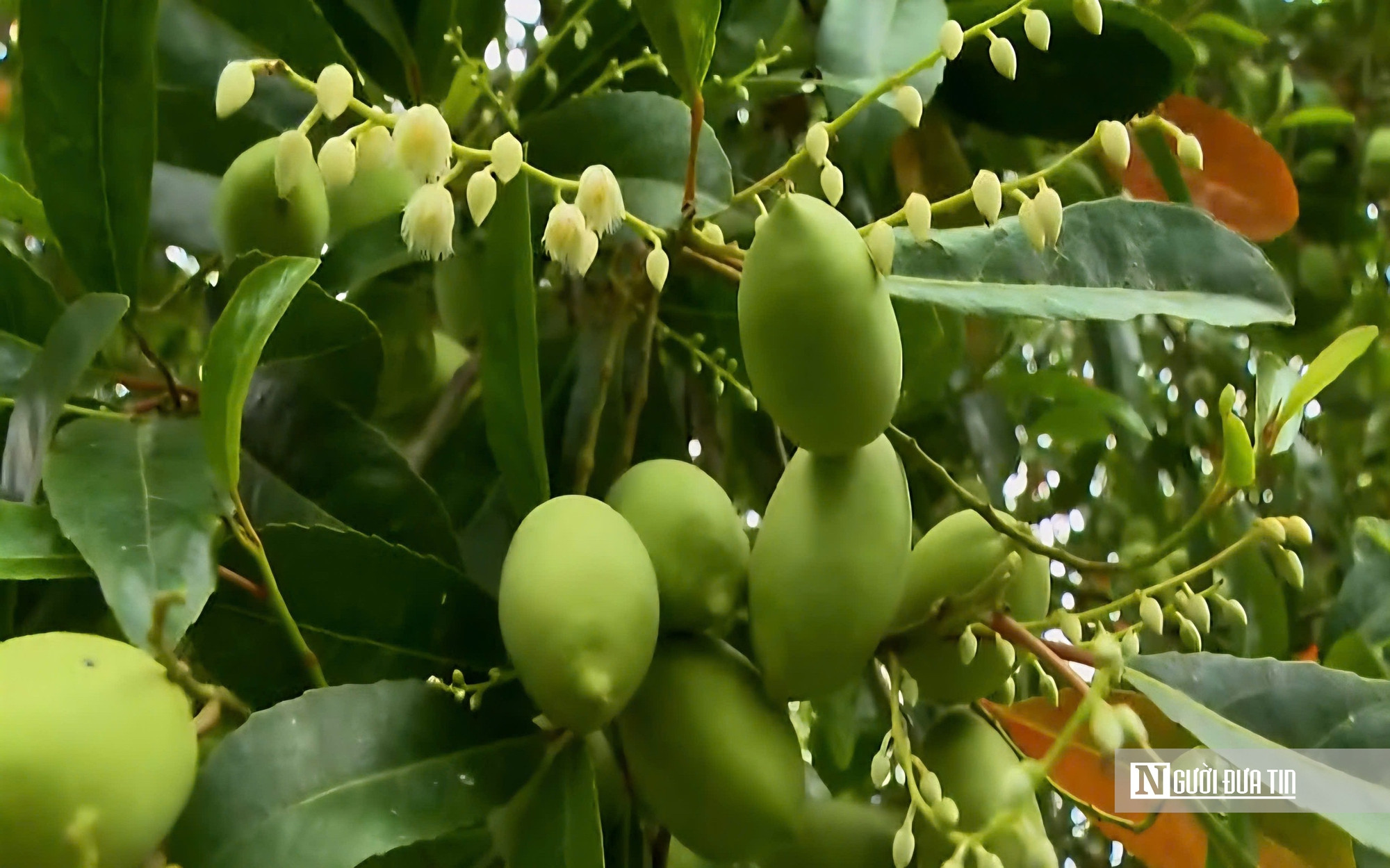 Thứ quả chua chát mùa nước nổi miền Tây, một khi đã nếm khó lòng quên- Ảnh 11.